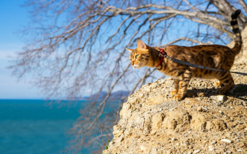 un chat qui voyage