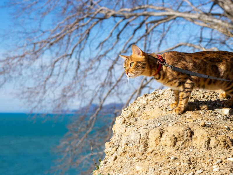 un chat qui voyage